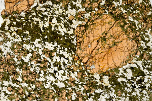 Plane Polarized, N12453