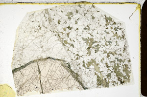 Plane Polarized, N12455