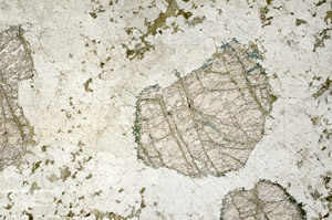 Plane Polarized, N12455/A