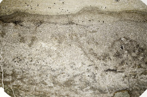 Plane Polarized, N12477