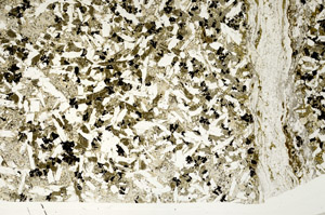 Plane Polarized, N12483