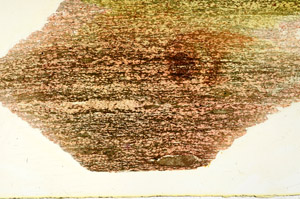 Plane Polarized, N12496/B