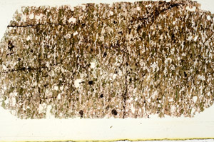 Plane Polarized, N12498/C