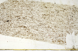 Plane Polarized, N12596/A