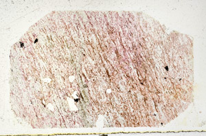 Plane Polarized, N12596/B