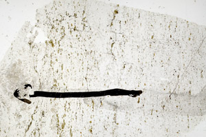 Plane Polarized, N12624