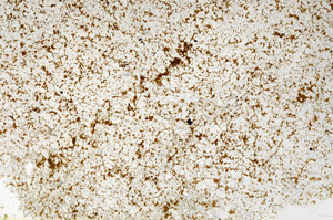 Plane Polarized, N12632