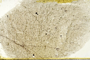 Plane Polarized, N12666