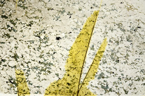 Plane Polarized, N12746