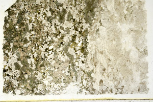 Plane Polarized, N12758