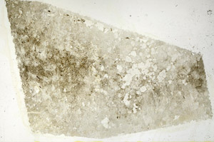Plane Polarized, N12775