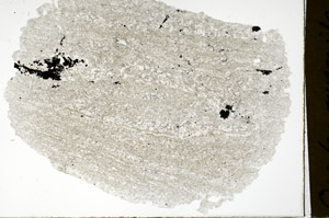 Plane Polarized, N12781