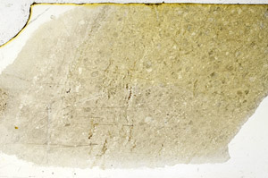 Plane Polarized, N12782