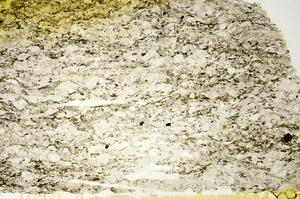 Plane Polarized, N12791