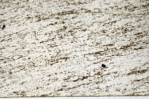 Plane Polarized, N12794