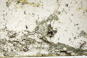 Plane Polarized, N12840
