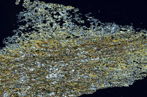 Cross Polarized, N12852