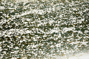 Plane Polarized, N12856