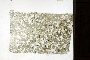 Plane Polarized, N12858