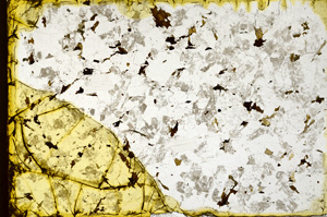 Plane Polarized, ED232