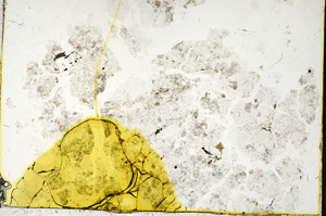 Plane Polarized, ED234