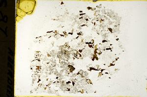 Plane Polarized, ED236