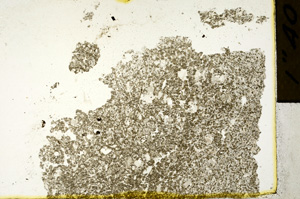 Plane Polarized, ED241