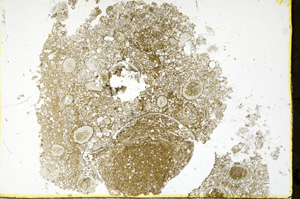 Plane Polarized, ED323