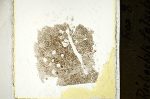 Plane Polarized, ED424