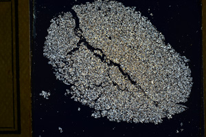 Cross Polarized, ED440