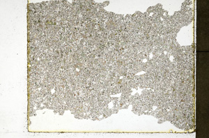 Plane Polarized, ED551