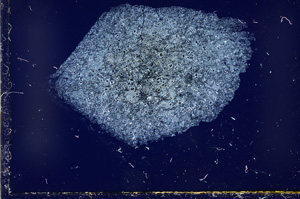 Cross Polarized, ED617