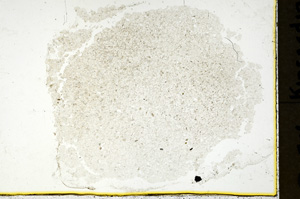 Plane Polarized, ED645