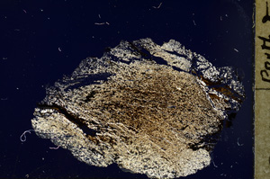 Cross Polarized, ED768