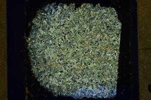 Cross Polarized, ED828