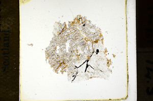 Plane Polarized, ED931