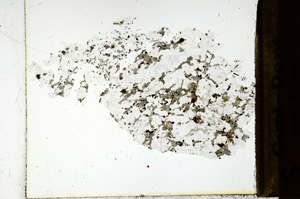 Plane Polarized, ED1030