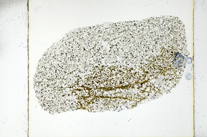 Plane Polarized, ED1185