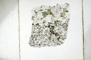 Plane Polarized, ED1186