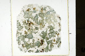 Plane Polarized, ED1196