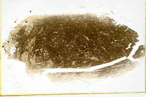 Plane Polarized, ED1258