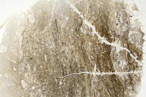 Plane Polarized, ED1278