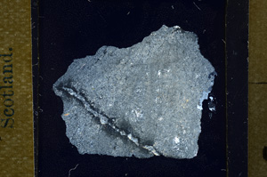 Cross Polarized, ED1310