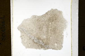 Plane Polarized, ED1310