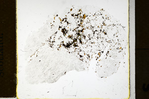 Plane Polarized, ED1313