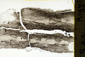 Plane Polarized, ED1321