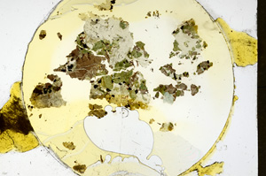 Plane Polarized, ED1324