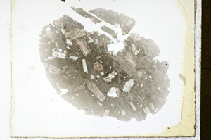 Plane Polarized, ED1329