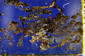 Cross Polarized, ED1403