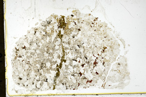 Plane Polarized, ED1416